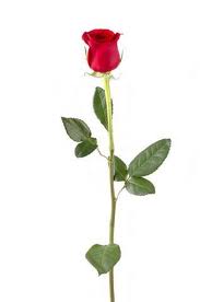 One-Dollar Roses